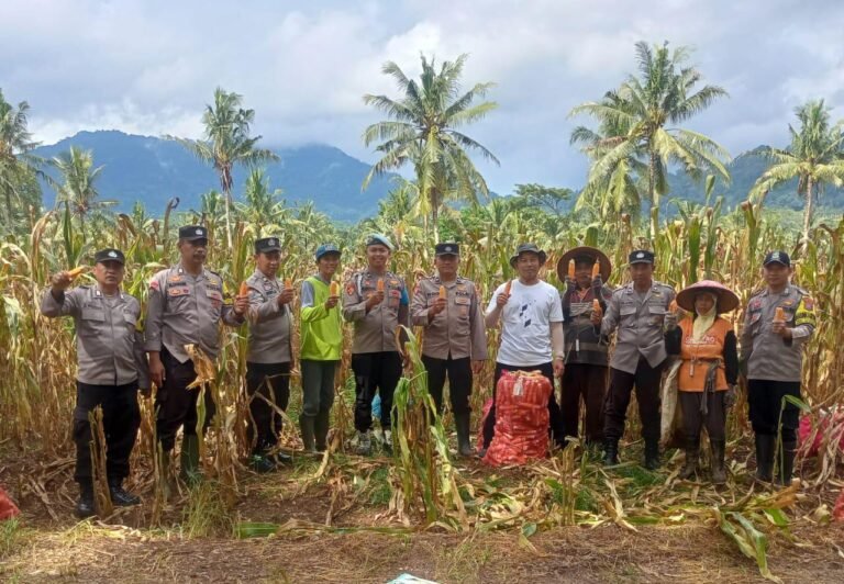 Polresta Banyuwangi Dorong Ketahanan Pangan, Bhabinkamtibmas Dampingi Panen Jagung di Glenmore
