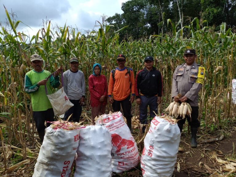 Panen Jagung Bersama Bhabinkamtibmas, Polresta Banyuwangi Dorong Kemandirian Pangan Daerah