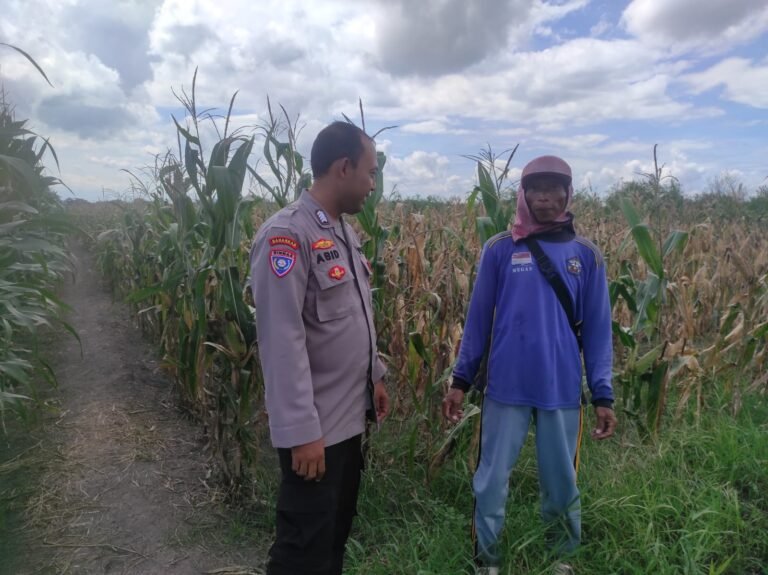 Sinergi Polresta Banyuwangi dan Petani Dukung Ketahanan Pangan Lewat Budidaya Jagung