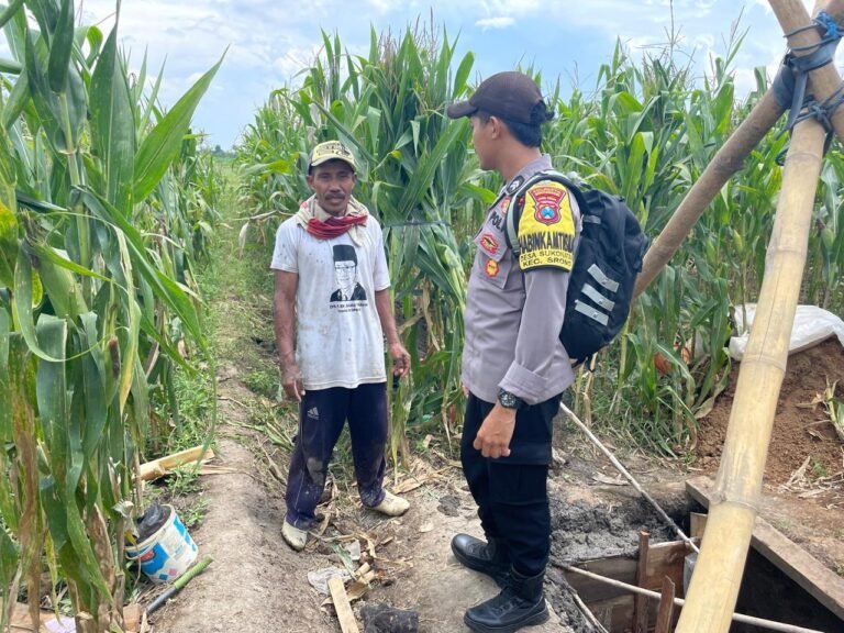 Bhabinkamtibmas Polresta Banyuwangi Turun ke Lahan, Dukung Petani Jagung Wujudkan Swasembada Pangan