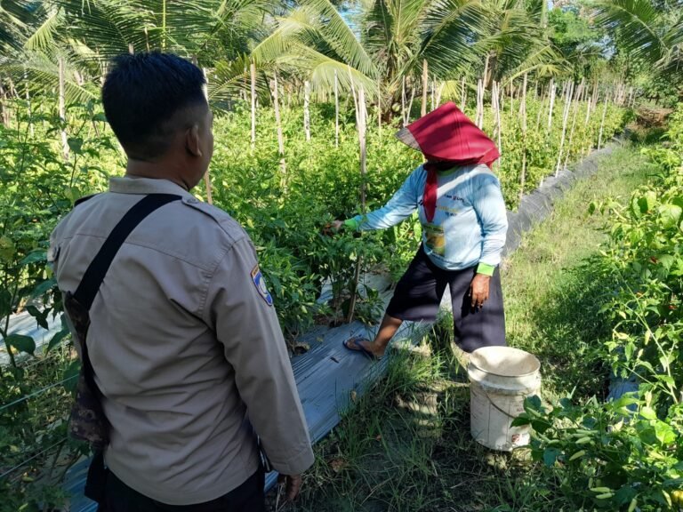 Polsek Tegaldlimo Polresta Banyuwangi Bersama Warga Lakukan Perawatan Tanaman Cabai Dukung Ketahanan Pangan