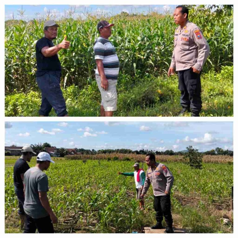 *Dukung Ketahanan Pangan, Polresta Banyuwangi Dampingi dan Gerakkan petani Jagung