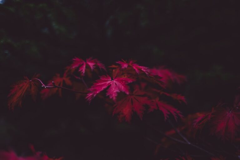 tree-plant-sunlight-leaf-fall-flower-836994-pxhere.com