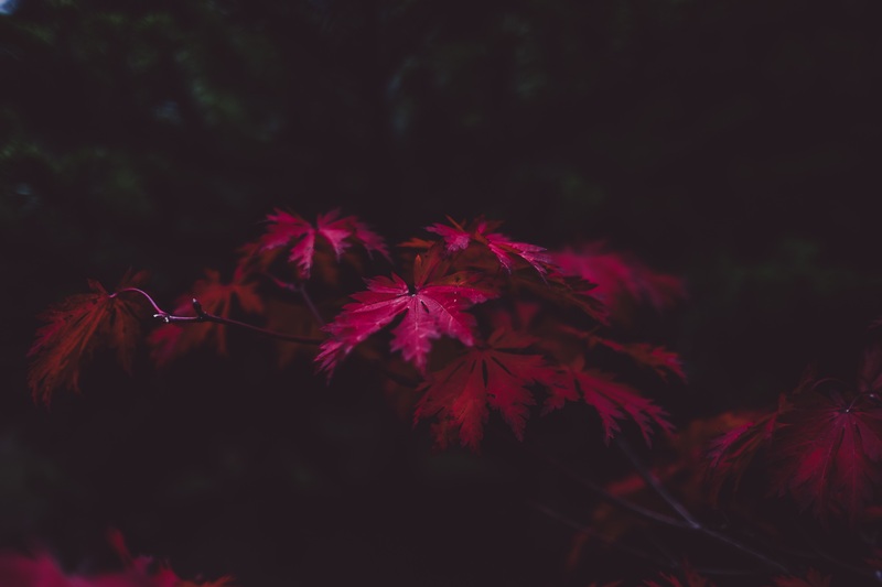 tree-plant-sunlight-leaf-fall-flower-836994-pxhere.com