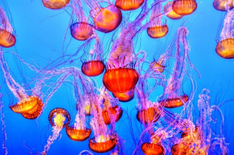 water-underwater-biology-jellyfish-coral-coral-reef-110820-pxhere.com