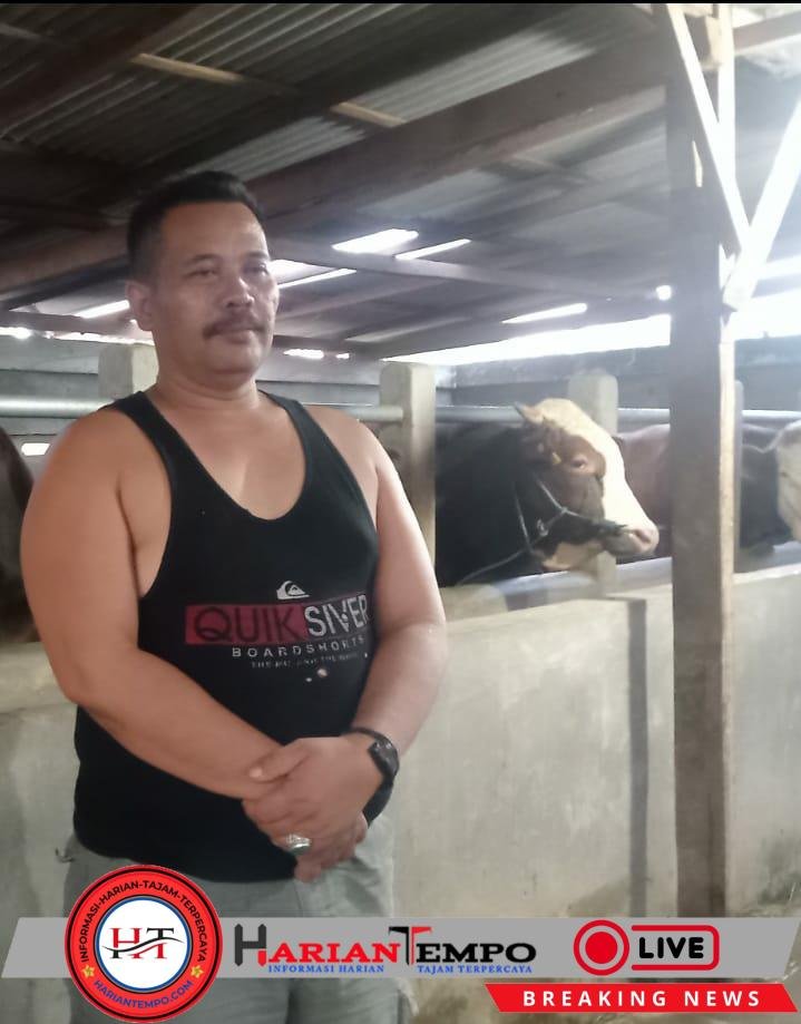 Anggota Marinir Berinovasi dengan Bisnis Peternakan Sapi: Meningkatkan Pendapatan dan Kesejahteraan Masyarakat