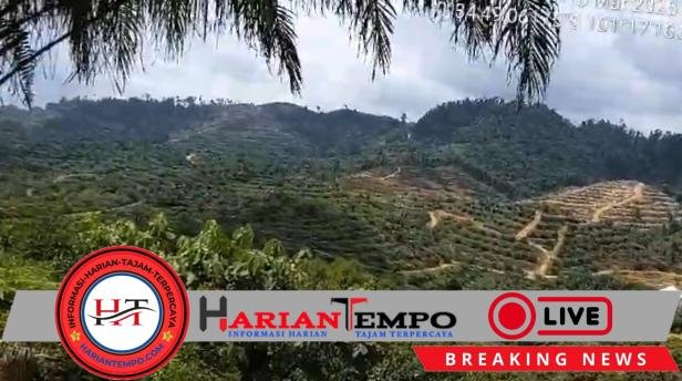 MK Tegaskan Masyarakat Adat Bebas Berkebun di Hutan, Asal Tidak untuk Komersial