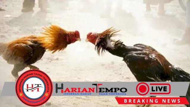 Warga Minta tolong: “Pak Kapolresta Judi Sabung Ayam Terus Beroperasi di Pesawahan Cemetuk