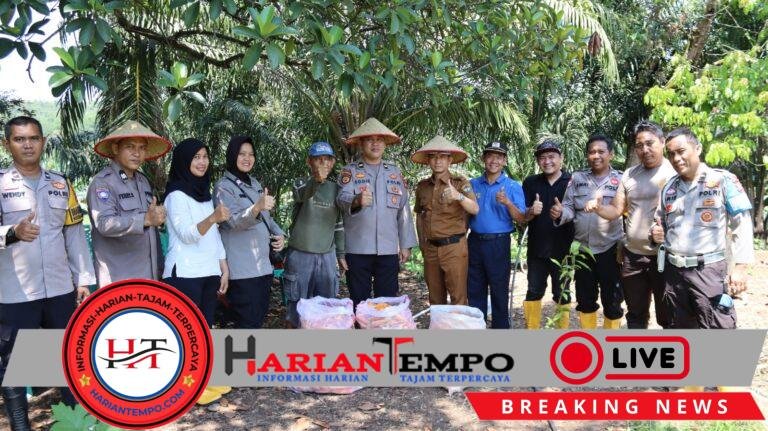 Polsek Lawang Kidul Bersama Warga Desa Keban Agung Panen Raya Jagung Serentak Kwartal